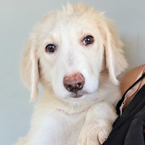 Tomassina, female puppy Mixed Breed for adoption at Tierschutzverein Furbys FellFreunde, Bornheim