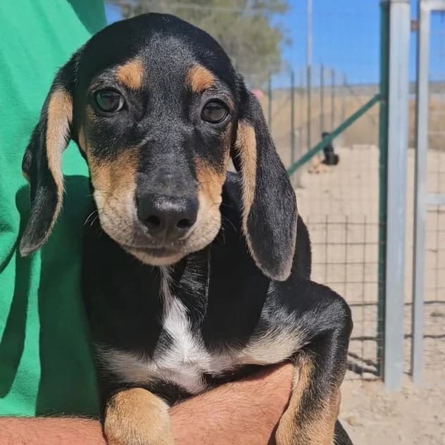 Ginevra, female puppy Mixed Breed for adoption at Tierschutzverein Furbys FellFreunde, Bornheim