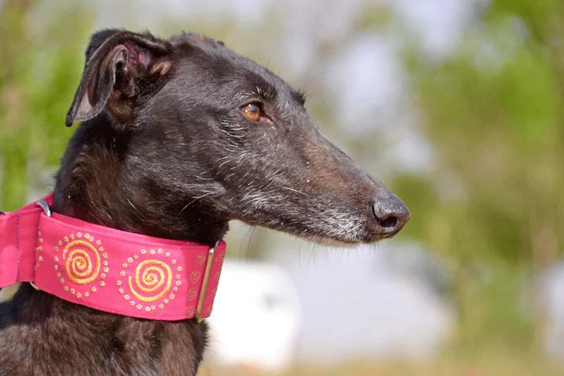 AIDA, female Mixed Breed for adoption at Tierschutzverein Galgo-Friends e.V.