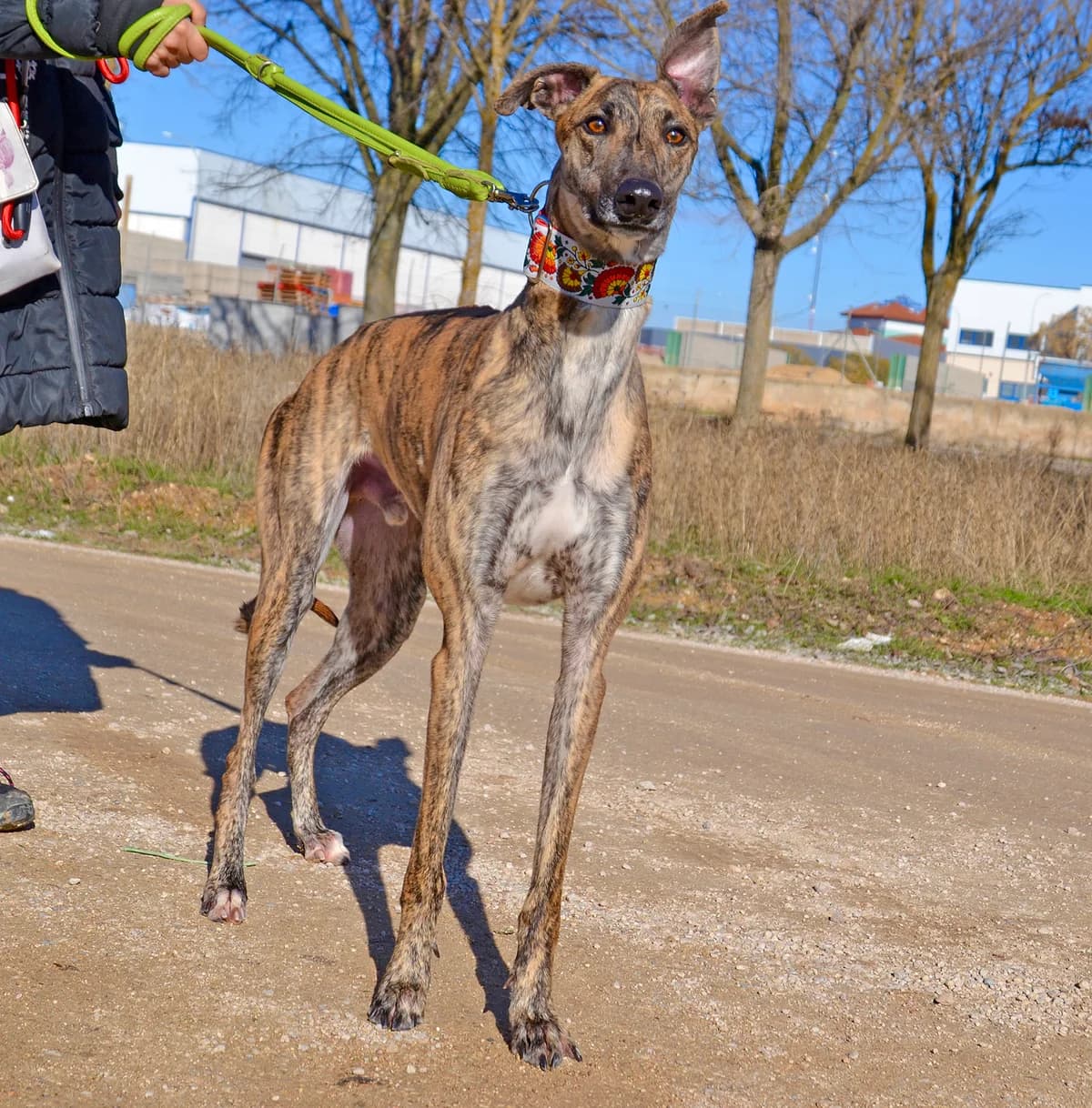 BLAS, male Mixed Breed for adoption at Tierschutzverein Galgo-Friends e.V.