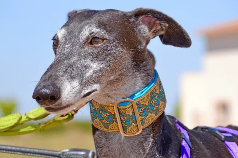 BONITA, female Mixed Breed for adoption at Tierschutzverein Galgo-Friends e.V.