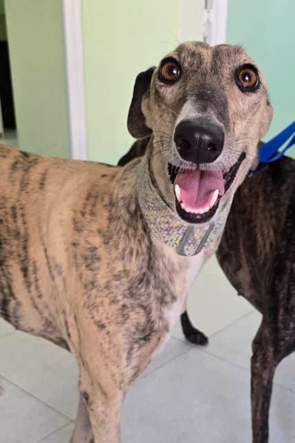 BONITA, female Mixed Breed for adoption at Tierschutzverein Galgo-Friends e.V.