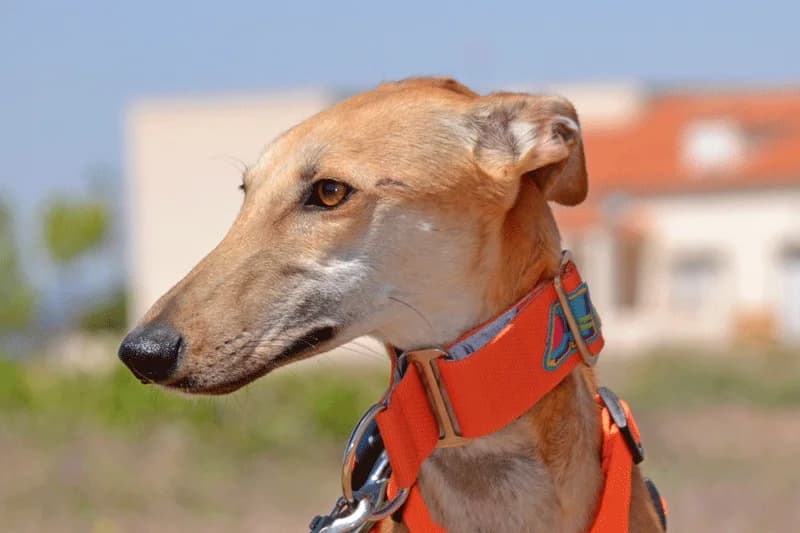 CHINITA, female Mixed Breed for adoption at Tierschutzverein Galgo-Friends e.V.
