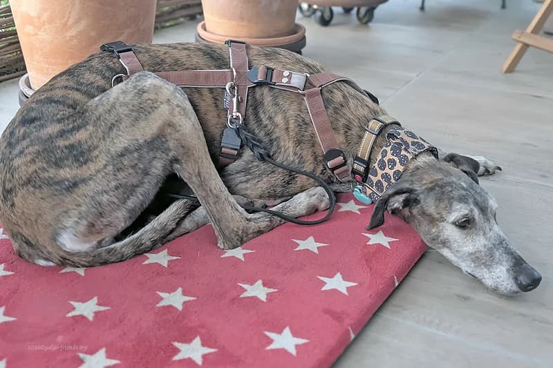 COCOLISO, gold male Mixed Breed for adoption at Tierschutzverein Galgo-Friends e.V.