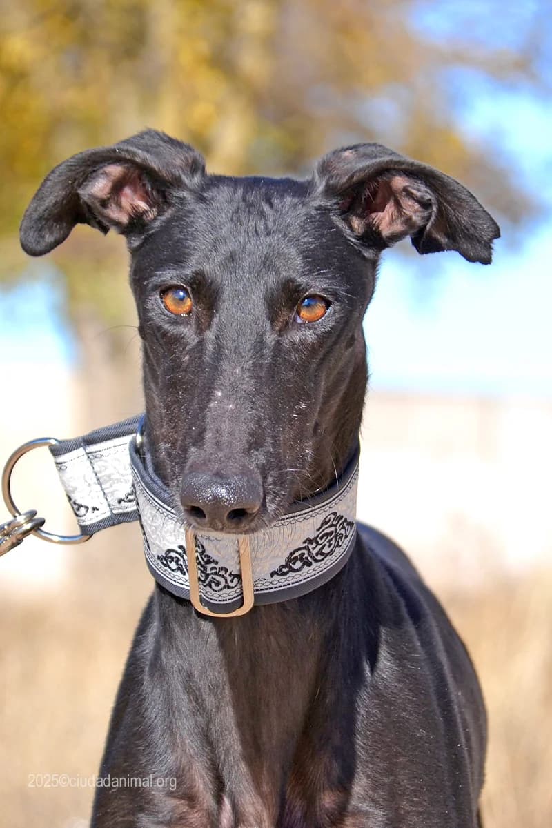 DANTE, male Mixed Breed for adoption at Tierschutzverein Galgo-Friends e.V.