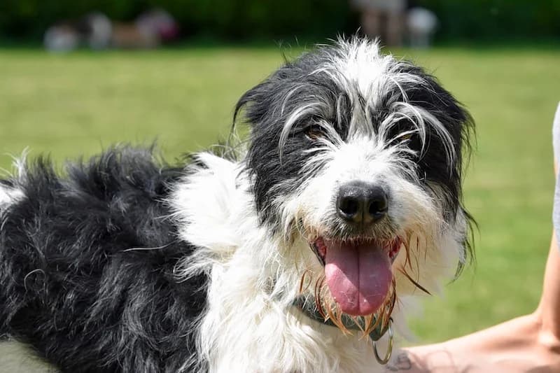 ELVIS, male Mixed Breed for adoption at Tierschutzverein Galgo-Friends e.V.