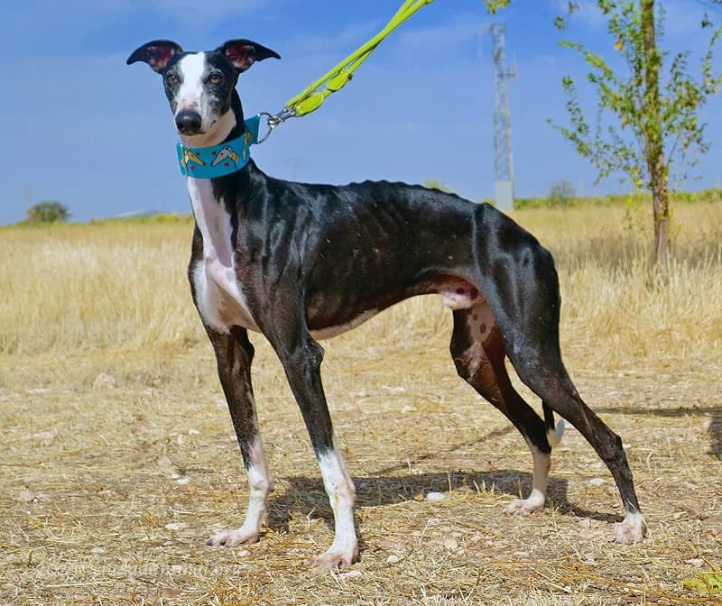 FLAQUITO, male Mixed Breed for adoption at Tierschutzverein Galgo-Friends e.V.