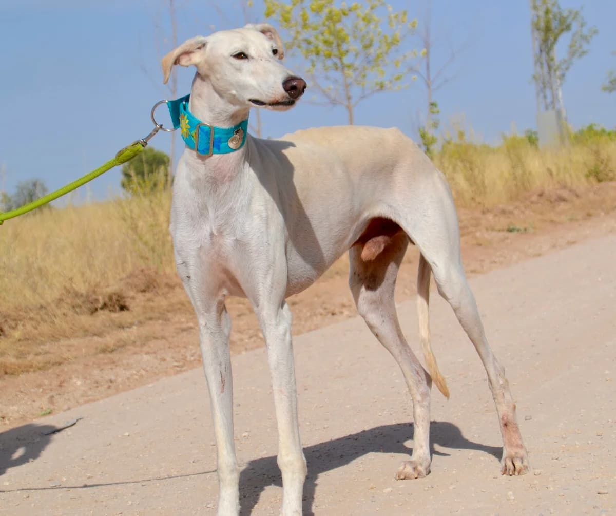 GARCIA, male Mixed Breed for adoption at Tierschutzverein Galgo-Friends e.V.