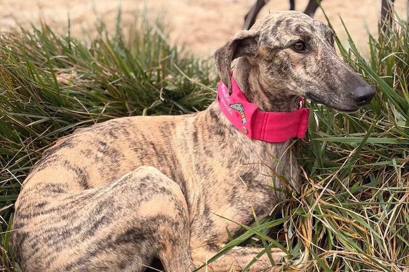 GRACE, female Mixed Breed for adoption at Tierschutzverein Galgo-Friends e.V.