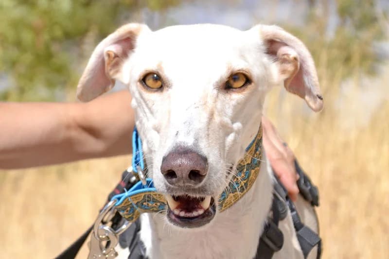 ICARO, male Mixed Breed for adoption at Tierschutzverein Galgo-Friends e.V.