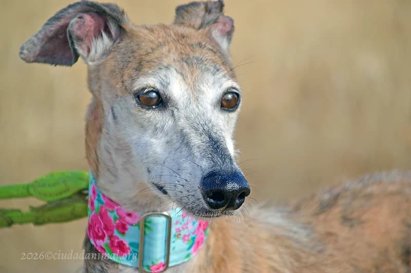 LIGERA, female Mixed Breed for adoption at Tierschutzverein Galgo-Friends e.V.