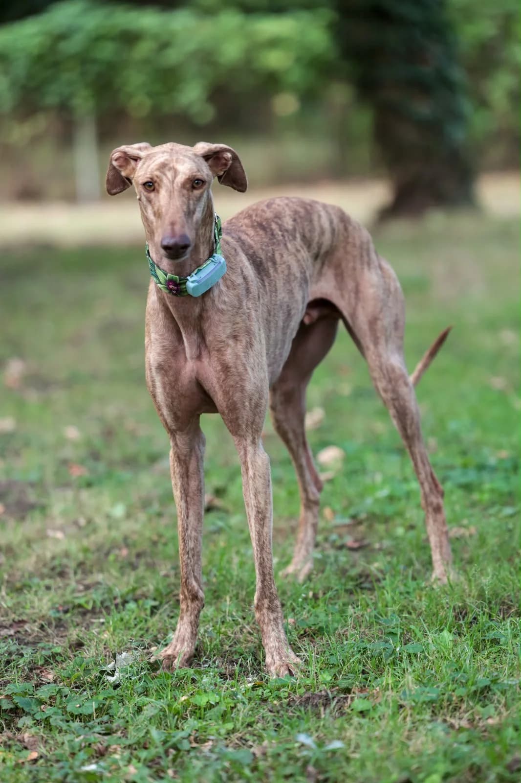 LINO, male Mixed Breed for adoption at Tierschutzverein Galgo-Friends e.V.