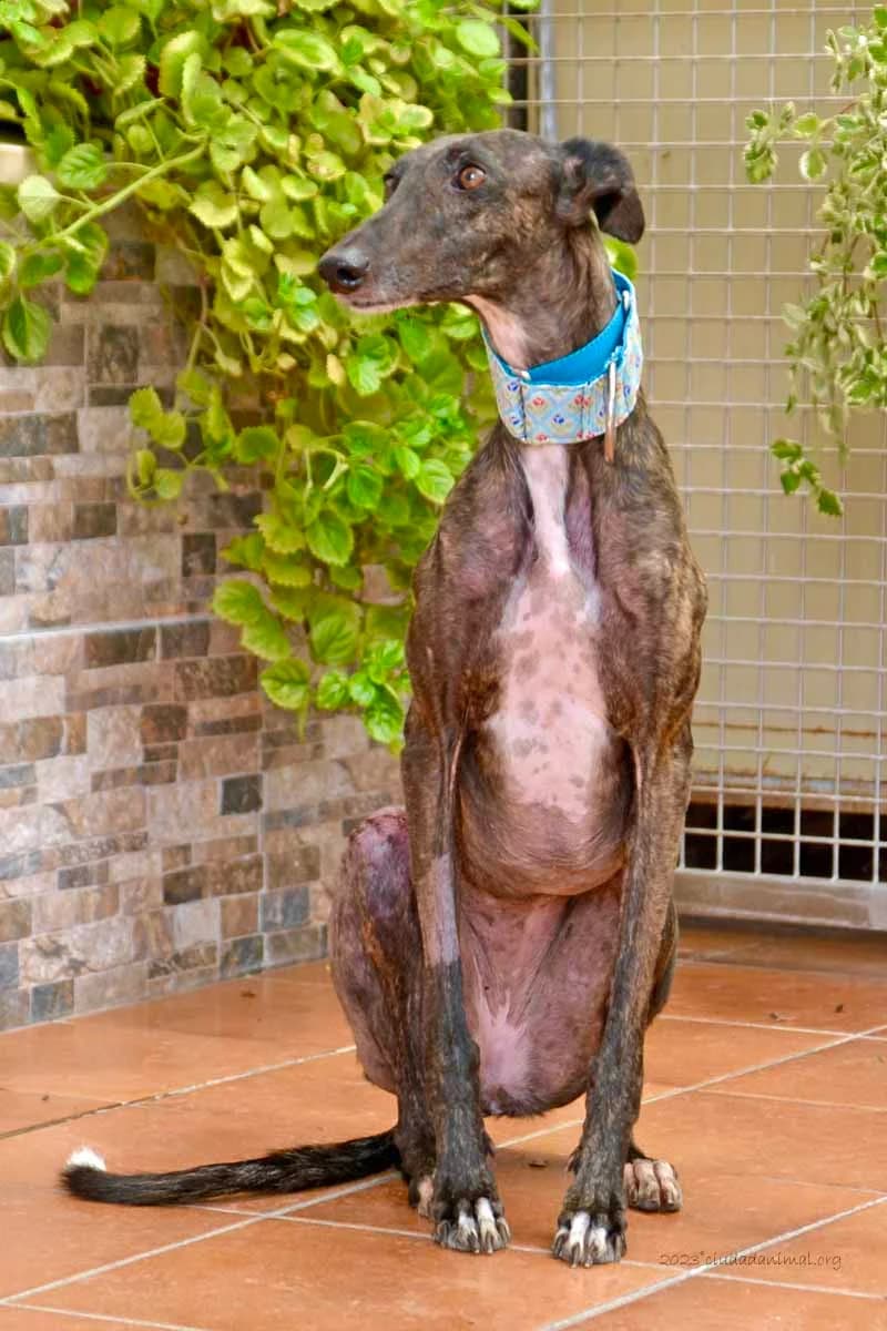 LUCY, female senior Mixed Breed for adoption at Tierschutzverein Galgo-Friends e.V.