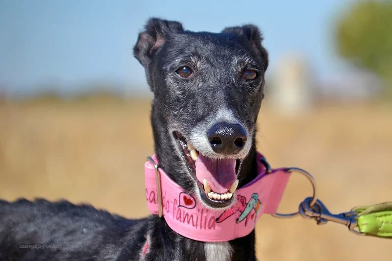 MAMI, female Mixed Breed for adoption at Tierschutzverein Galgo-Friends e.V.