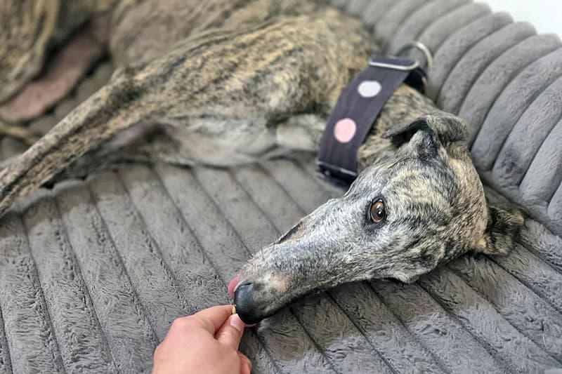MAÑOSA, female Mixed Breed for adoption at Tierschutzverein Galgo-Friends e.V.