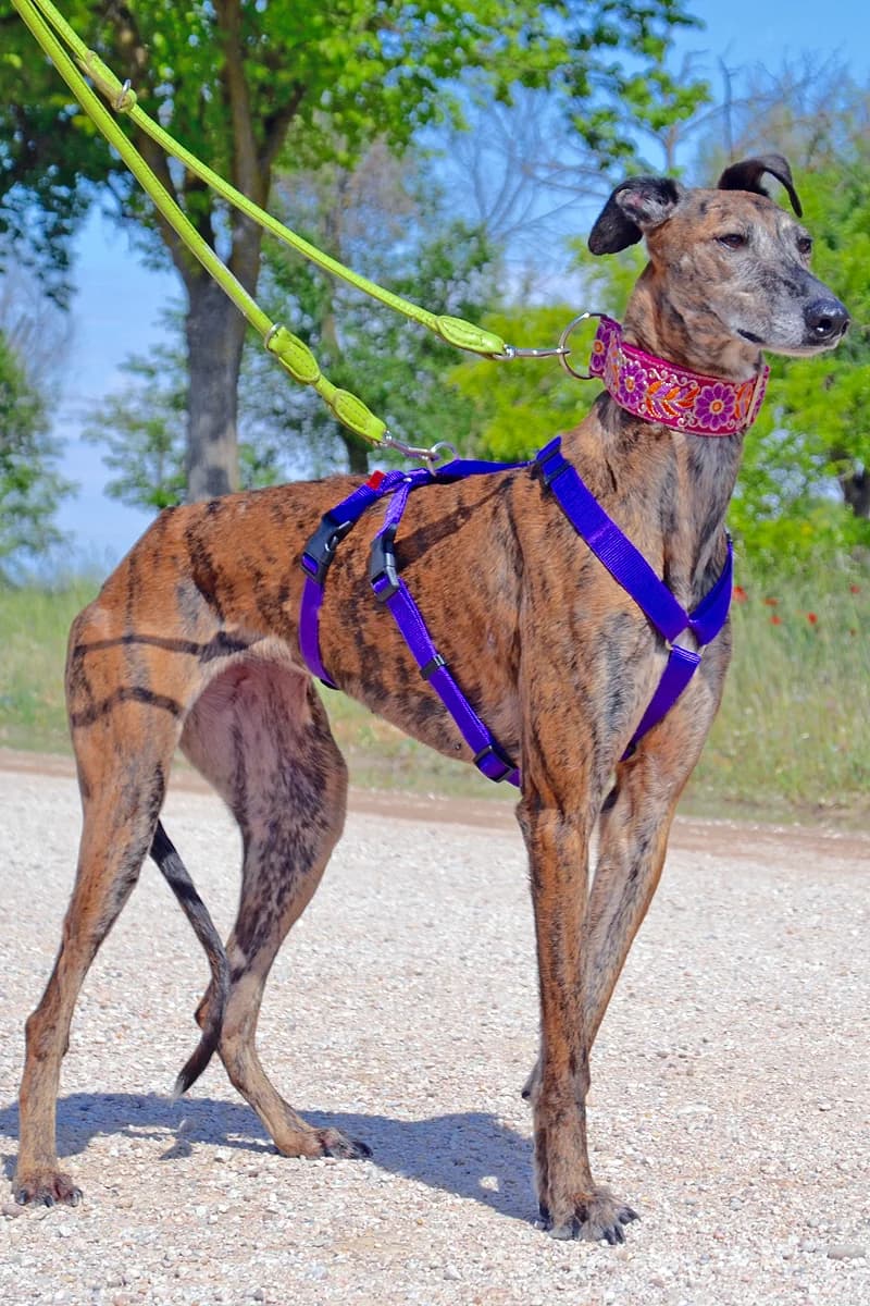 MIRTA, female Mixed Breed for adoption at Tierschutzverein Galgo-Friends e.V.