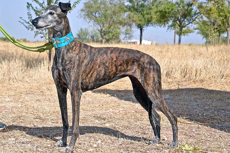 MUÑECA, female Mixed Breed for adoption at Tierschutzverein Galgo-Friends e.V.