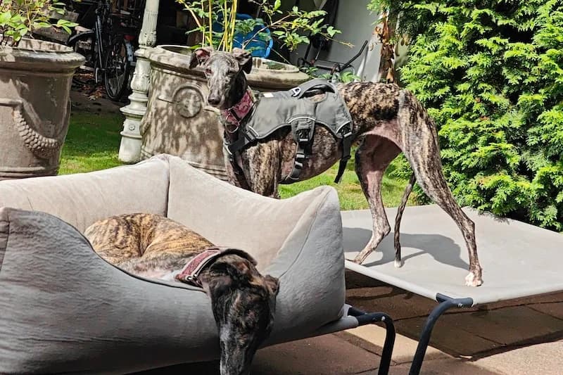 NAGORE, female Mixed Breed for adoption at Tierschutzverein Galgo-Friends e.V.