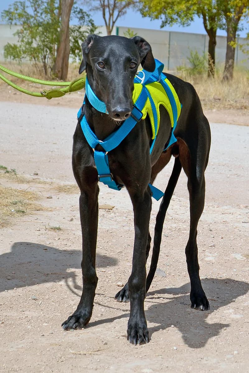 NICOLAS, male Mixed Breed for adoption at Tierschutzverein Galgo-Friends e.V.
