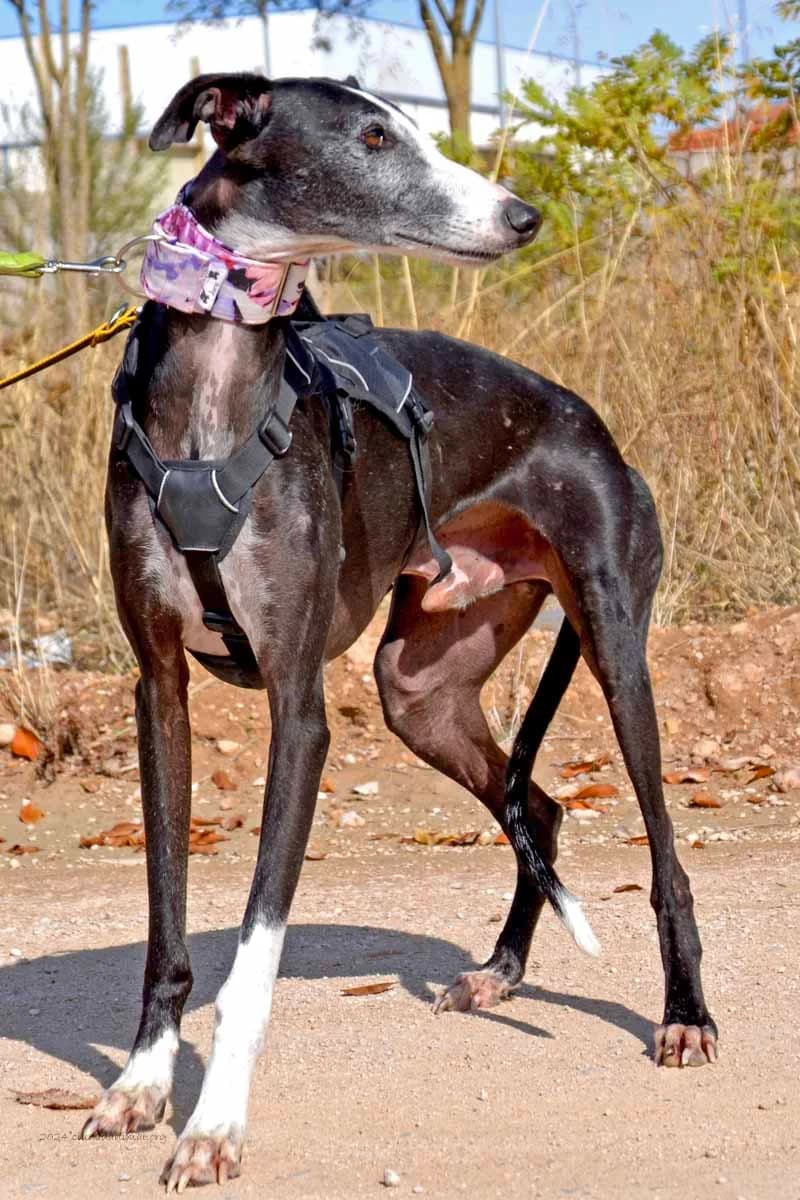 NOEL, male 6yo Mixed Breed for adoption at Tierschutzverein Galgo-Friends e.V.