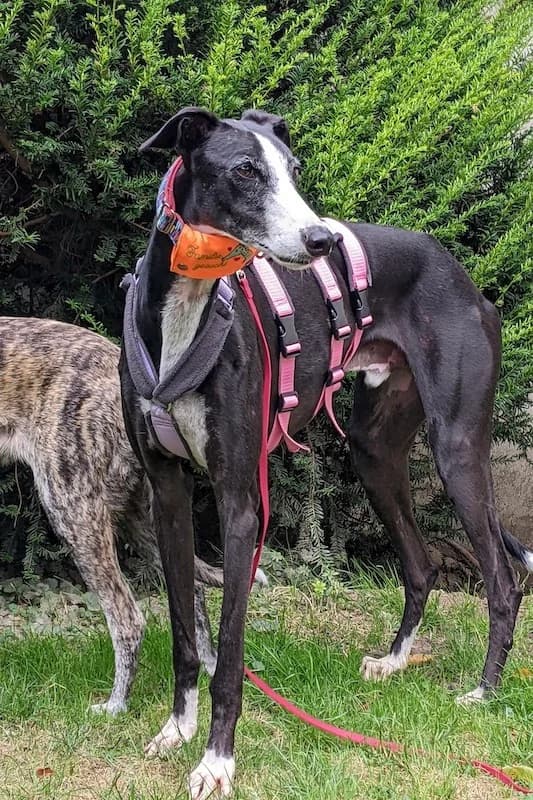 OLIVO, male Mixed Breed for adoption at Tierschutzverein Galgo-Friends e.V.