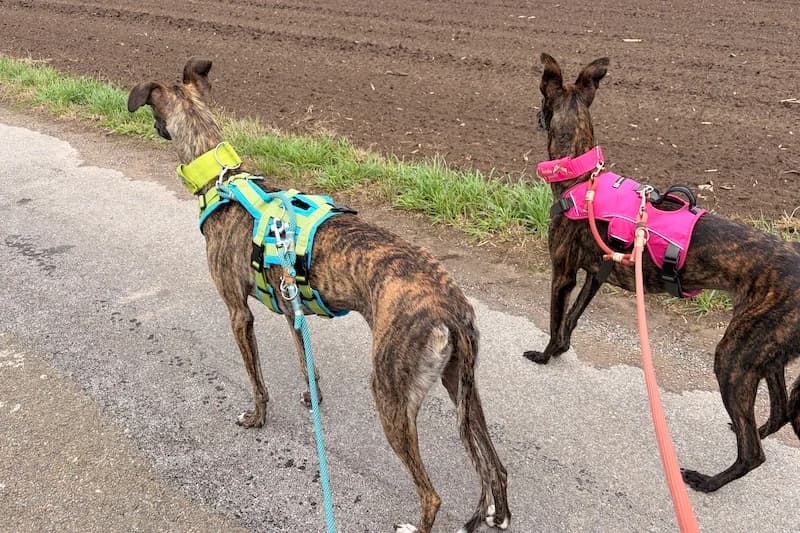 ONA, female Mixed Breed for adoption at Tierschutzverein Galgo-Friends e.V.