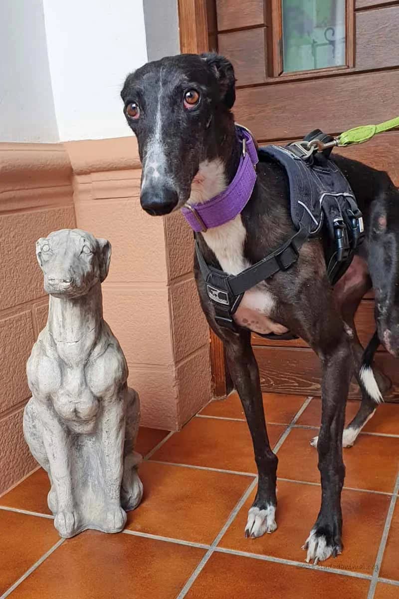 REMÉNY, female 5yo Mixed Breed for adoption at Tierschutzverein Galgo-Friends e.V.