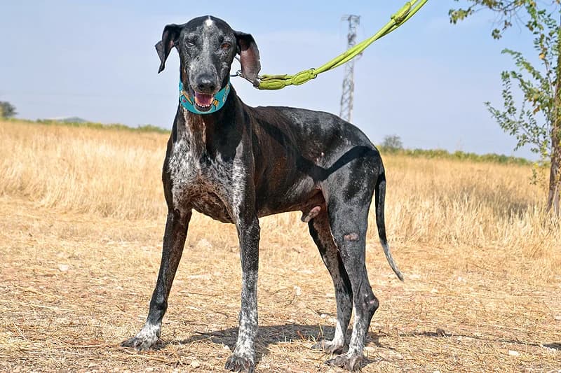 ROCKY, male senior Mixed Breed for adoption at Tierschutzverein Galgo-Friends e.V.