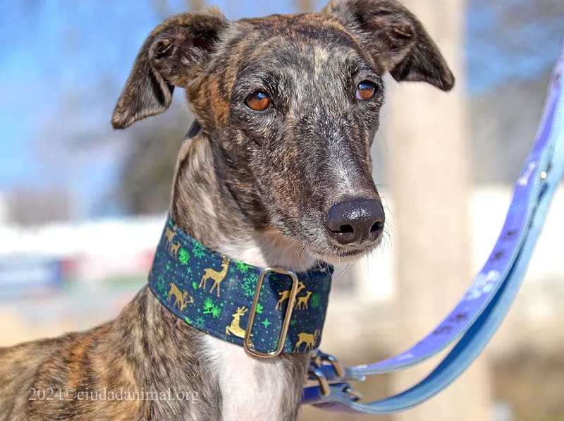SAMANTHA, female puppy Mixed Breed for adoption at Tierschutzverein Galgo-Friends e.V.
