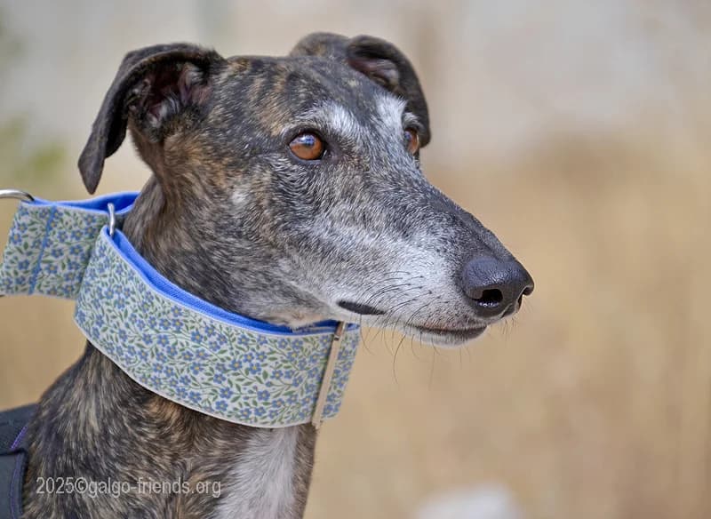 SARA, female Mixed Breed for adoption at Tierschutzverein Galgo-Friends e.V.