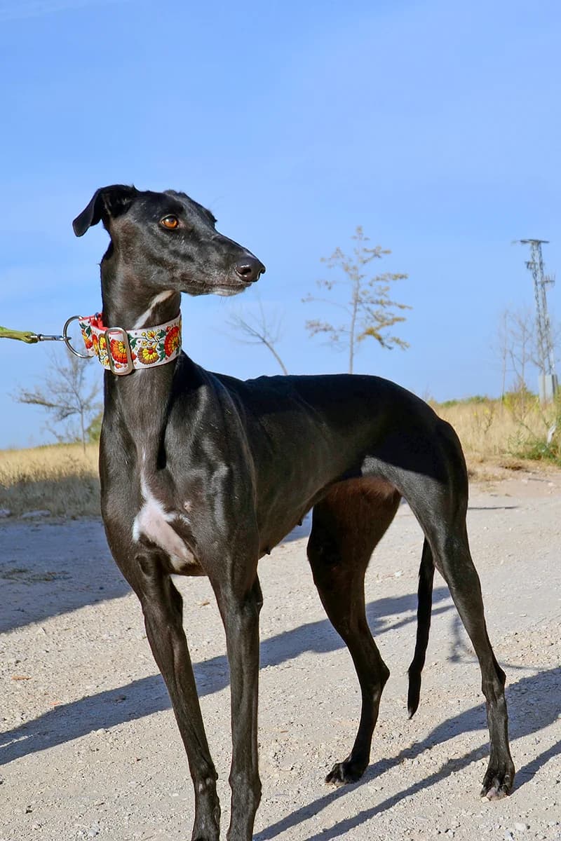 VENUS, female Mixed Breed for adoption at Tierschutzverein Galgo-Friends e.V.
