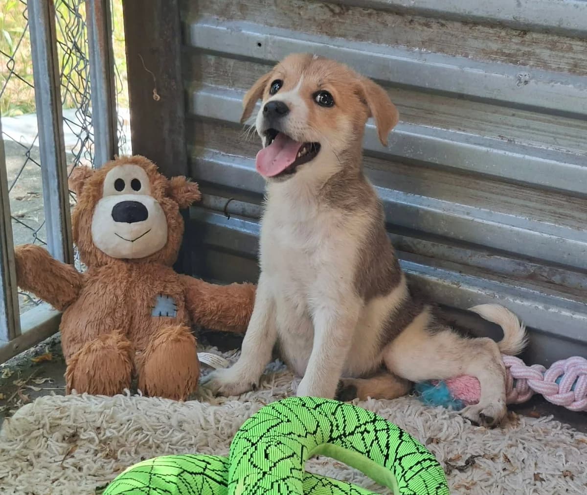 Alfie, male puppy Mixed Breed for adoption at Glück für Pfoten e.V., Dortmund