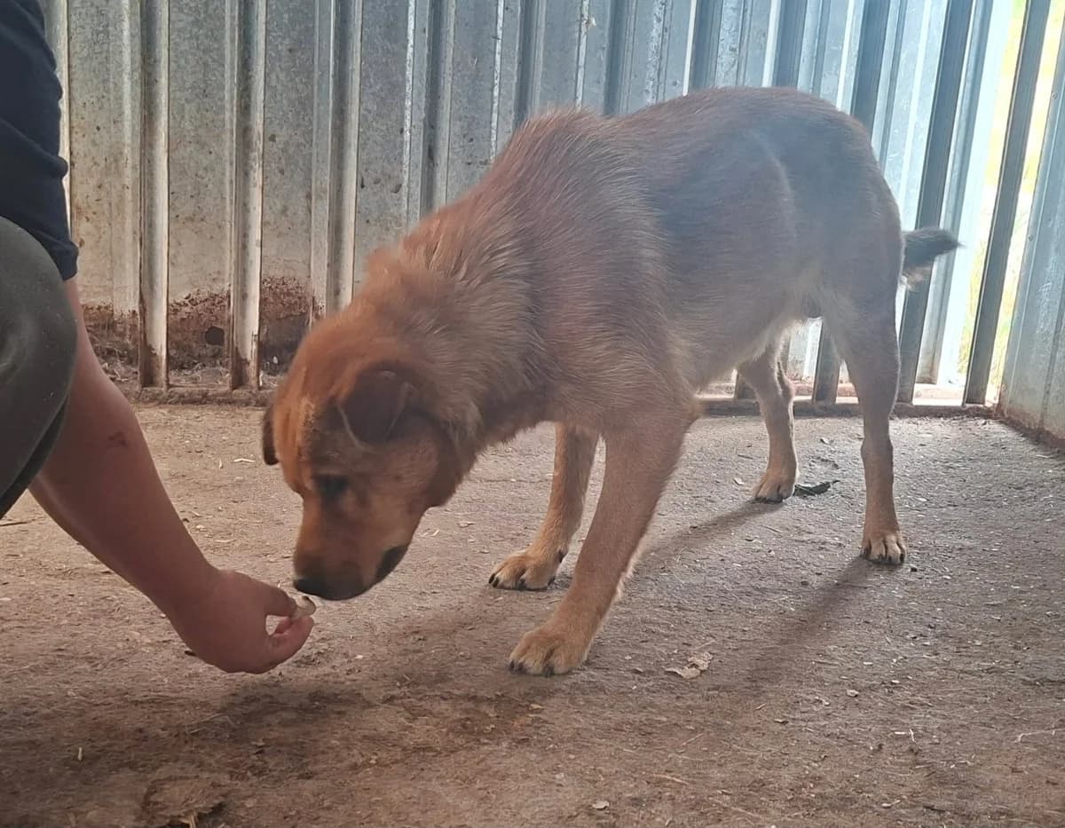 Archie, male 5yo Mixed Breed for adoption at Glück für Pfoten e.V., Dortmund