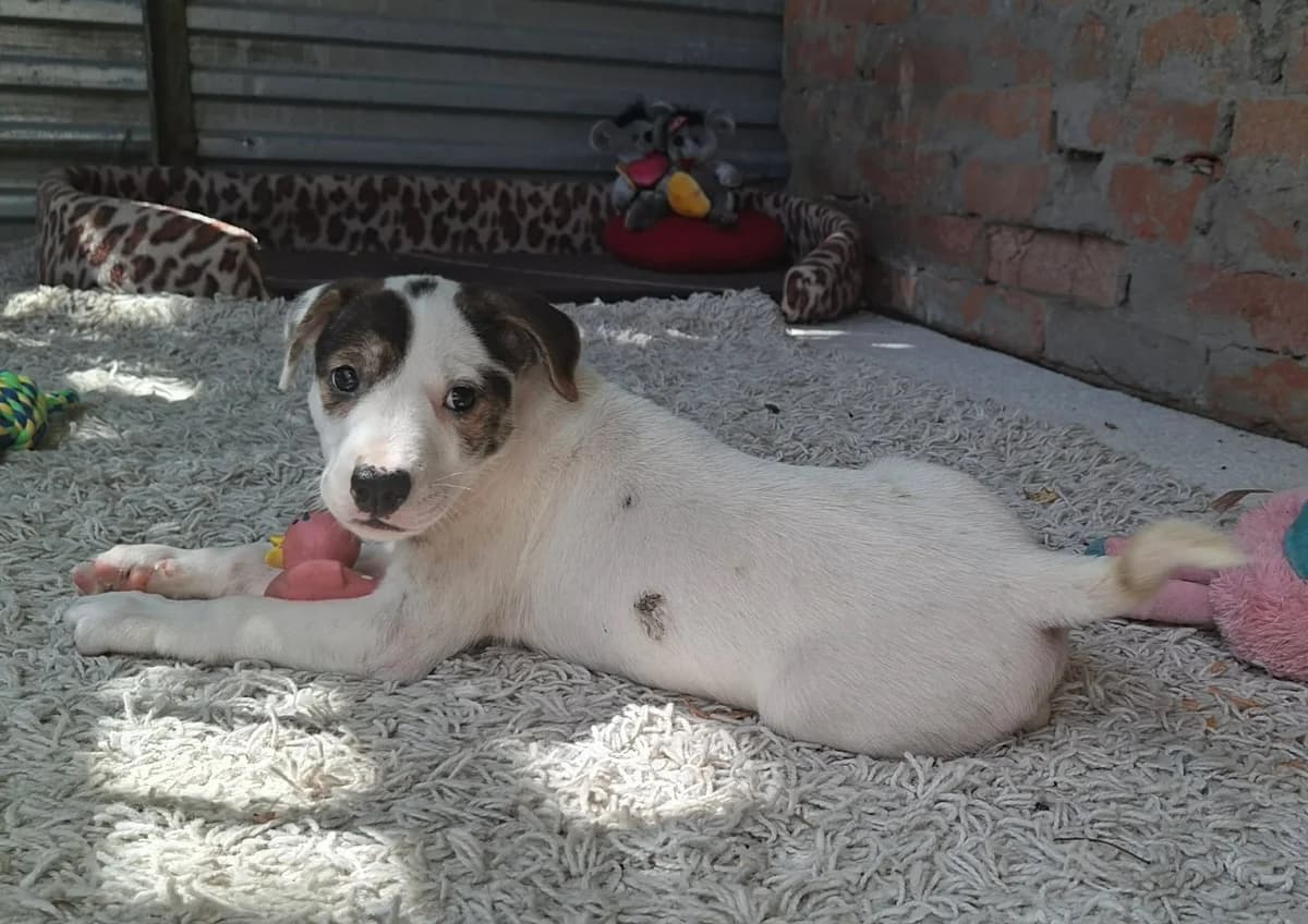 Bambi, female puppy Mixed Breed for adoption at Glück für Pfoten e.V., Dortmund