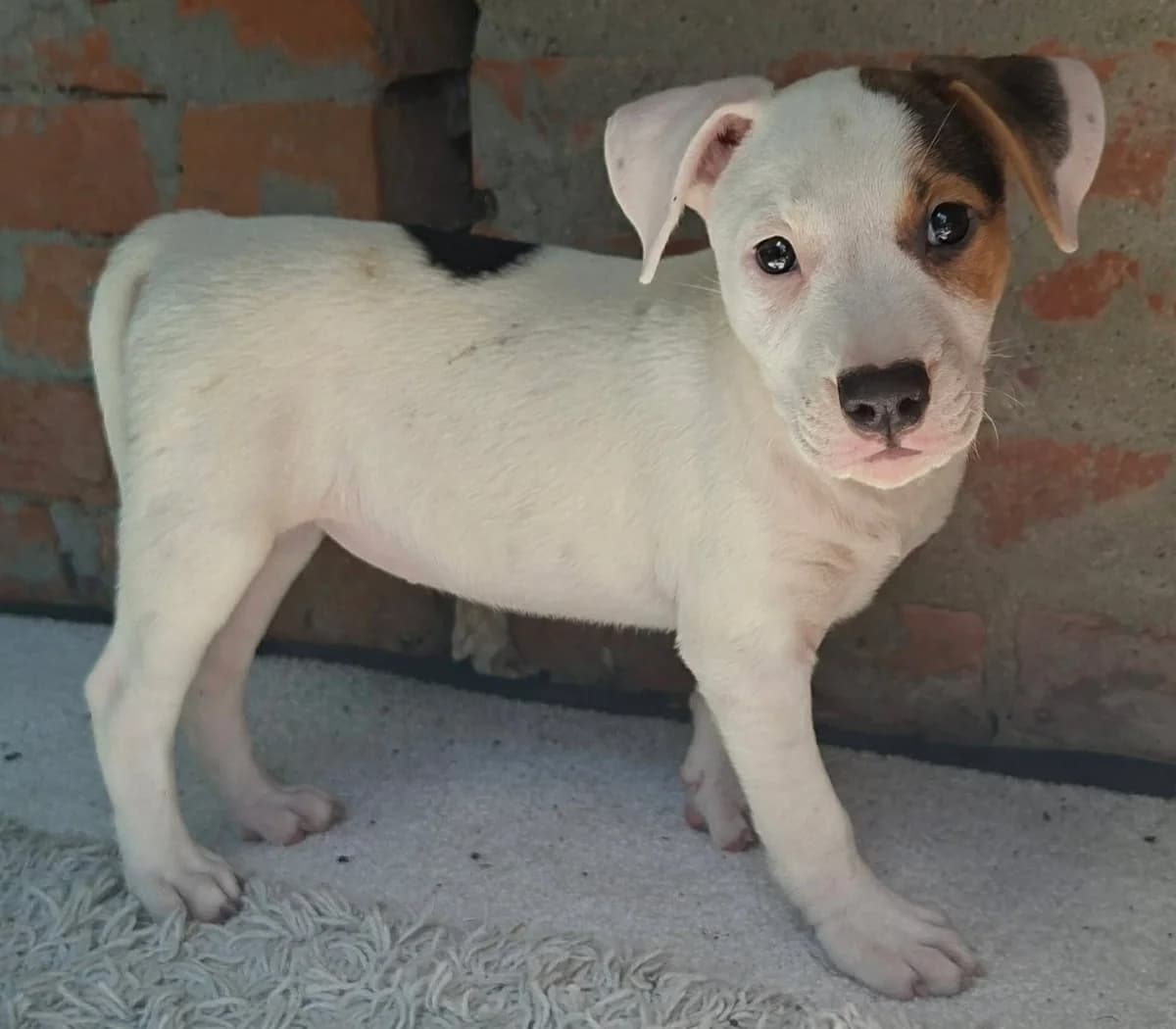 Bella, female puppy Mixed Breed for adoption at Glück für Pfoten e.V., Dortmund