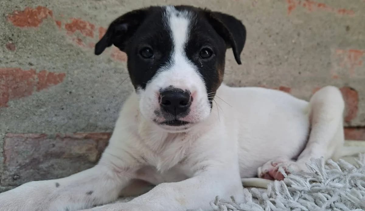 Bence, male puppy Mixed Breed for adoption at Glück für Pfoten e.V., Dortmund