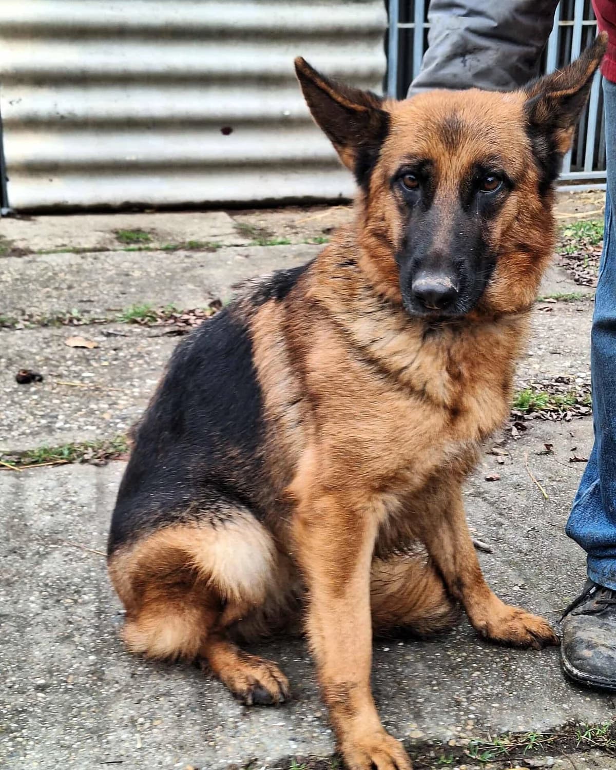 Bessy, female Mixed Breed for adoption at Glück für Pfoten e.V.