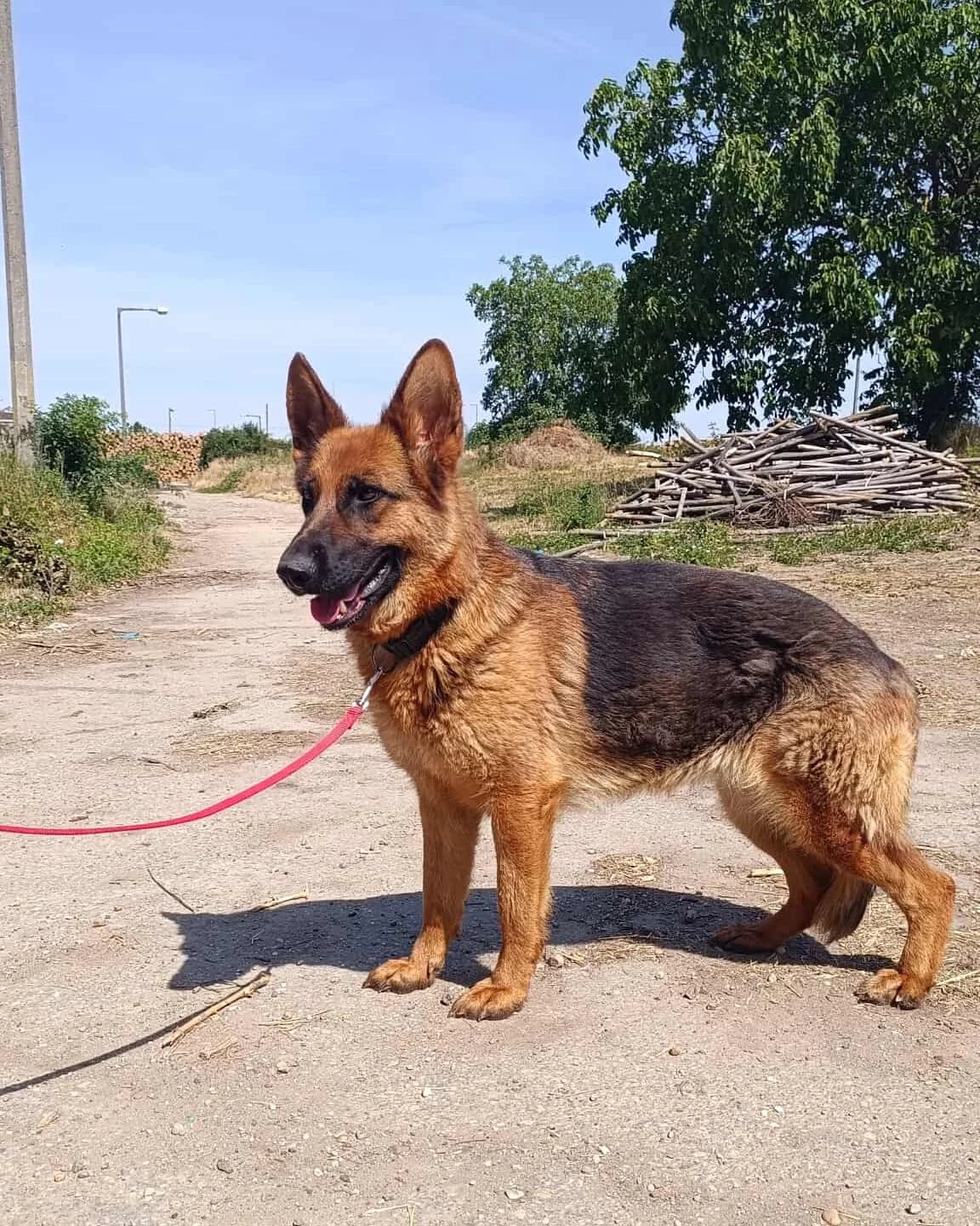 Bessy, female Mixed Breed for adoption at Glück für Pfoten e.V. — photo 2 of 4