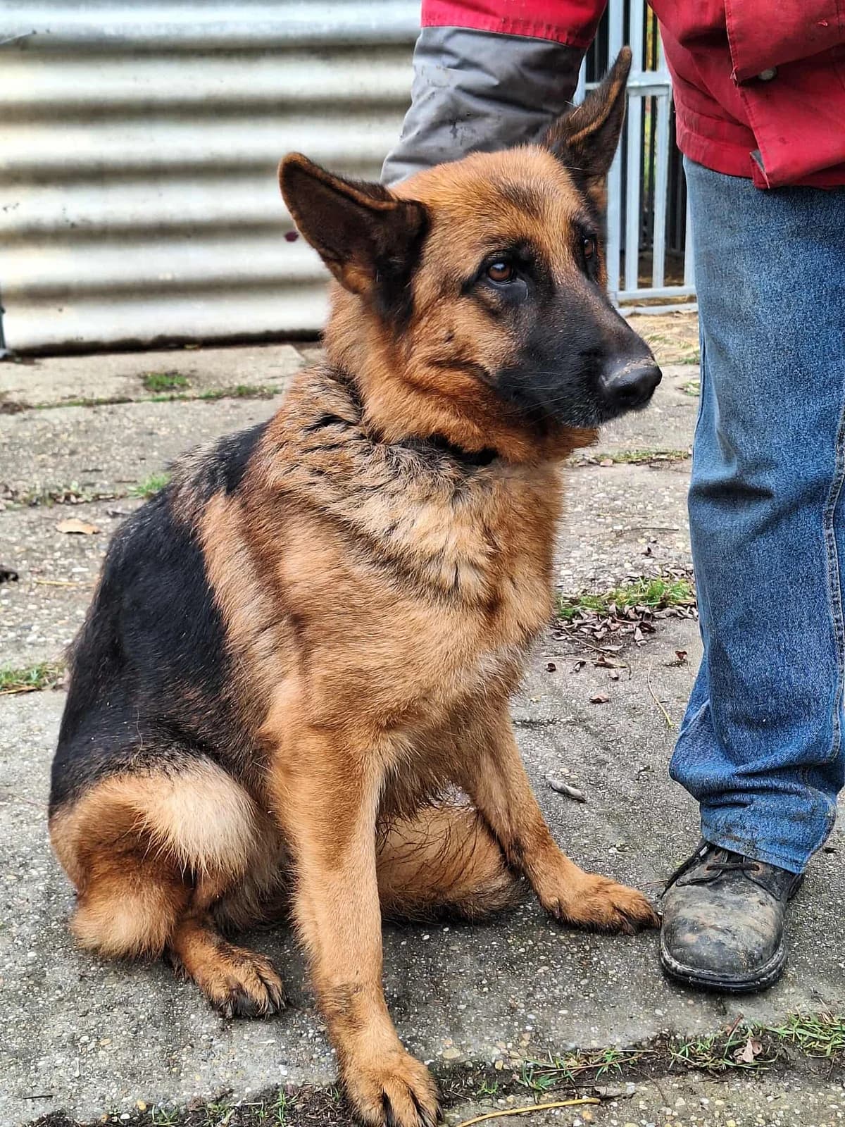 Bessy, female Mixed Breed for adoption at Glück für Pfoten e.V. — photo 3 of 4
