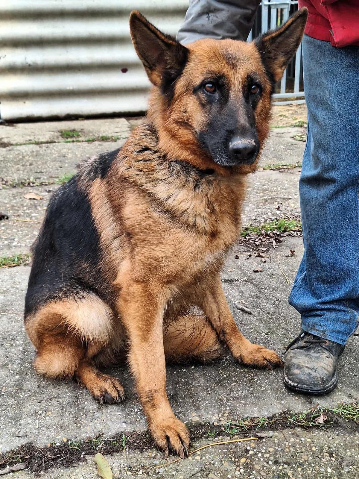 Bessy, female Mixed Breed for adoption at Glück für Pfoten e.V. — photo 4 of 4