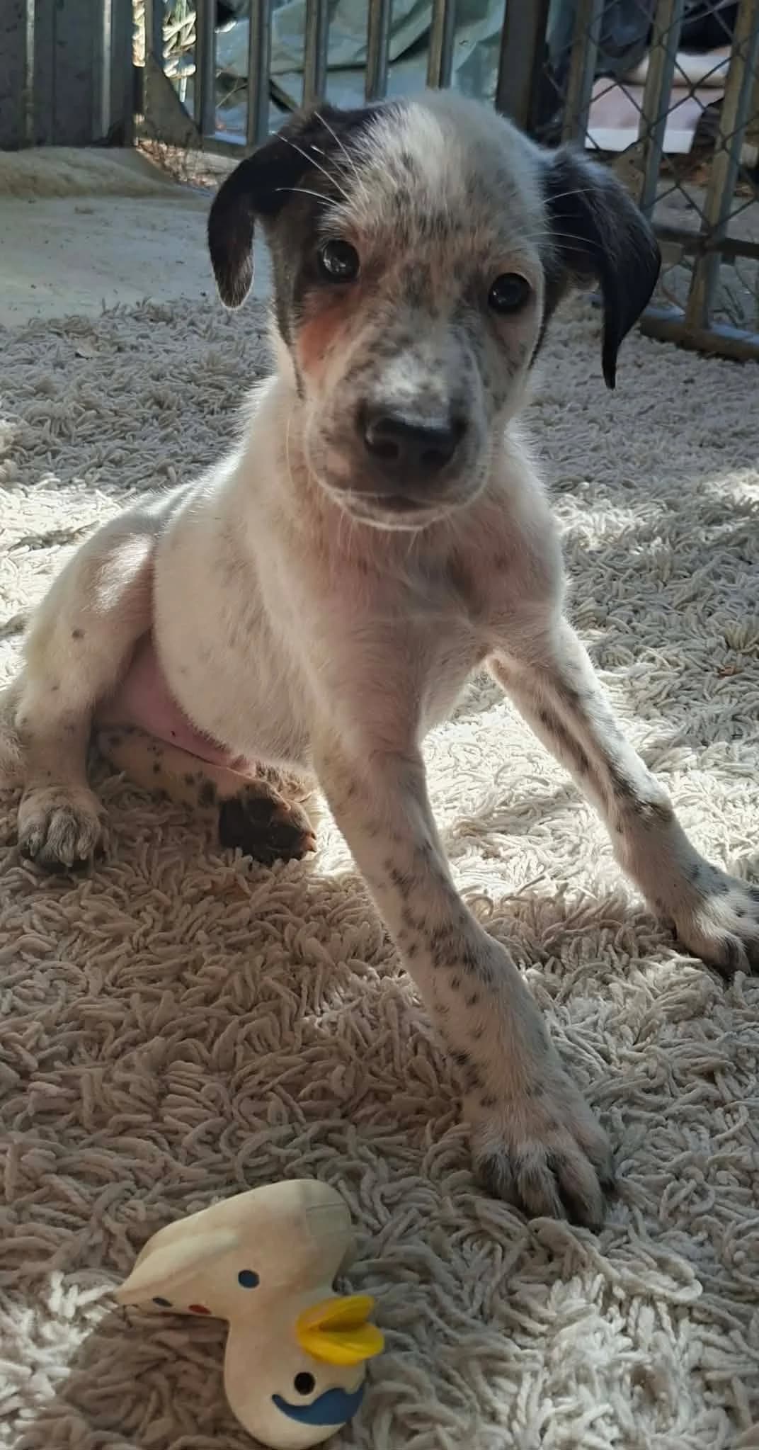 Bingo, male puppy Mixed Breed for adoption at Glück für Pfoten e.V., Dortmund
