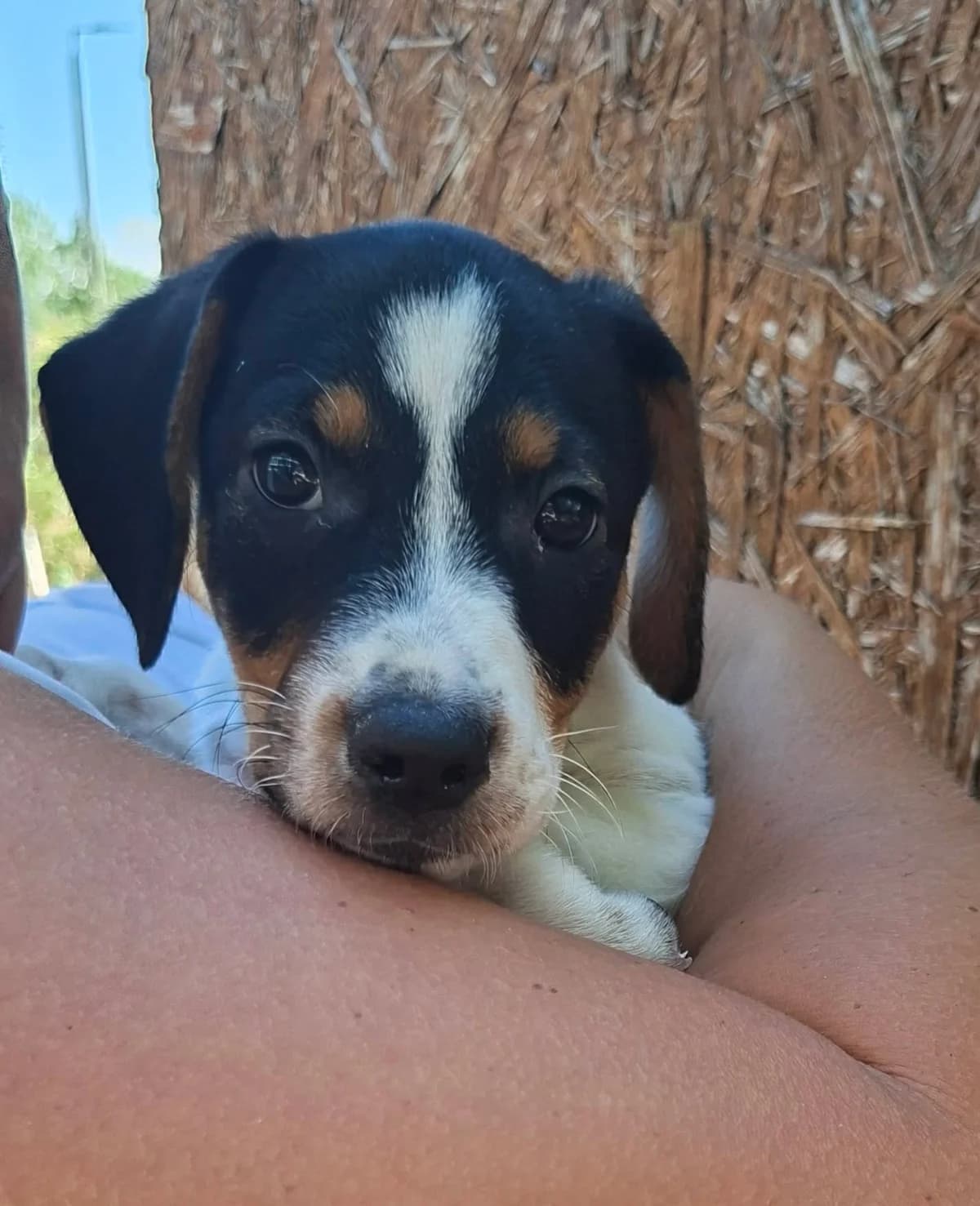 Bogi, female puppy Mixed Breed for adoption at Glück für Pfoten e.V., Dortmund