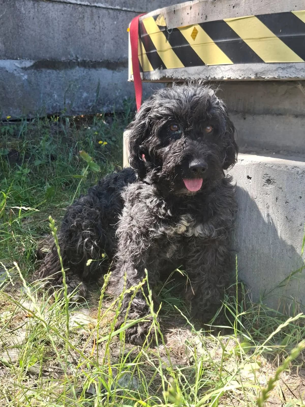 Boróka, female senior Mixed Breed for adoption at Glück für Pfoten e.V., Dortmund