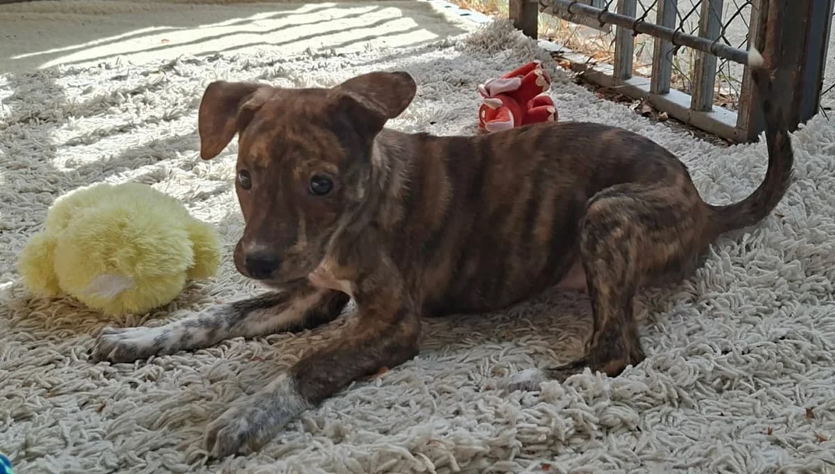 Brigi, female puppy Mixed Breed for adoption at Glück für Pfoten e.V., Dortmund
