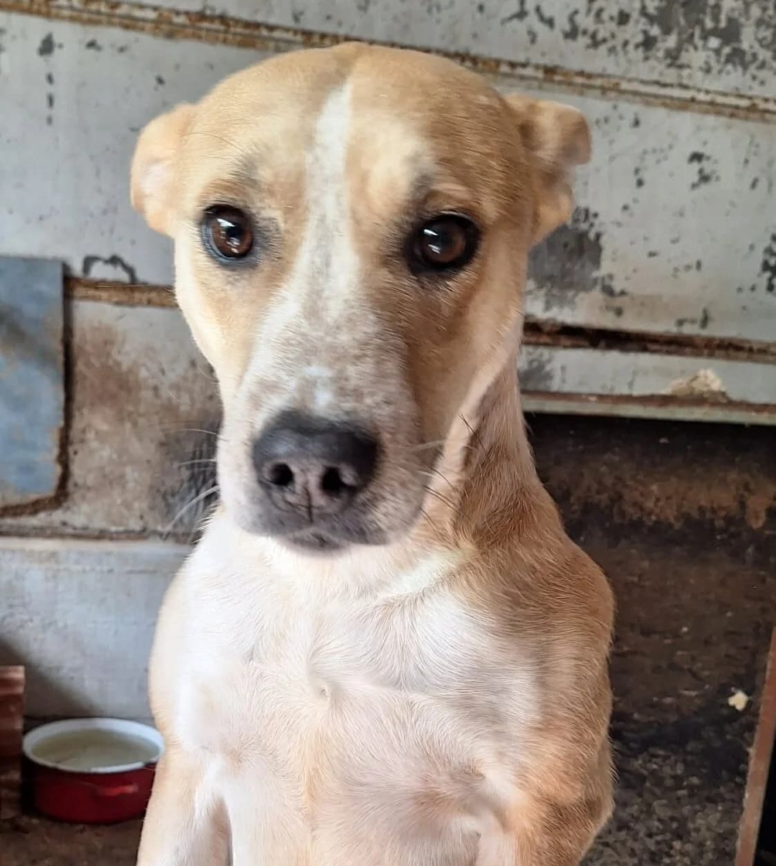Cina, female 4yo Mixed Breed for adoption at Glück für Pfoten e.V., Dortmund