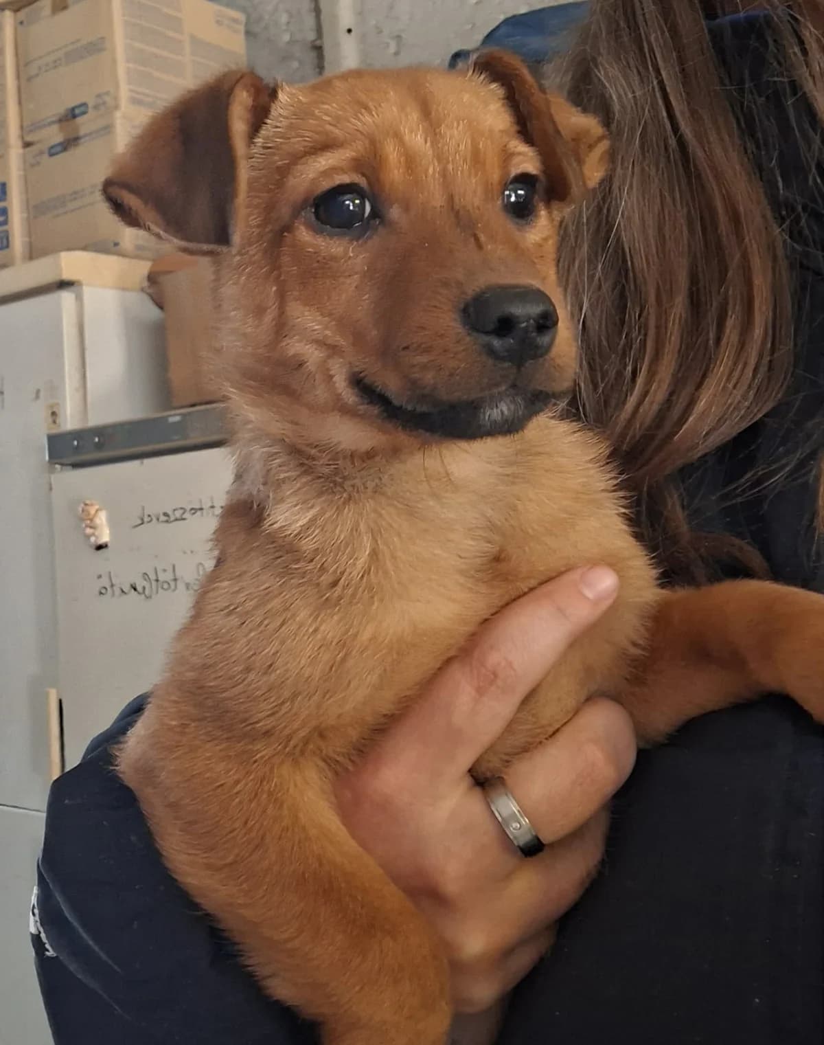Cindy, female puppy Mixed Breed for adoption at Glück für Pfoten e.V., Dortmund