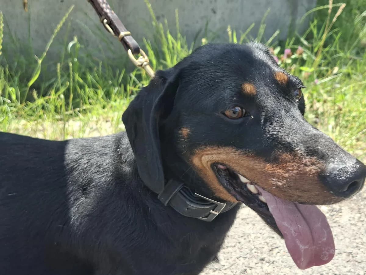 Cola, schwarz male 3yo Mixed Breed for adoption at Glück für Pfoten e.V., Dortmund