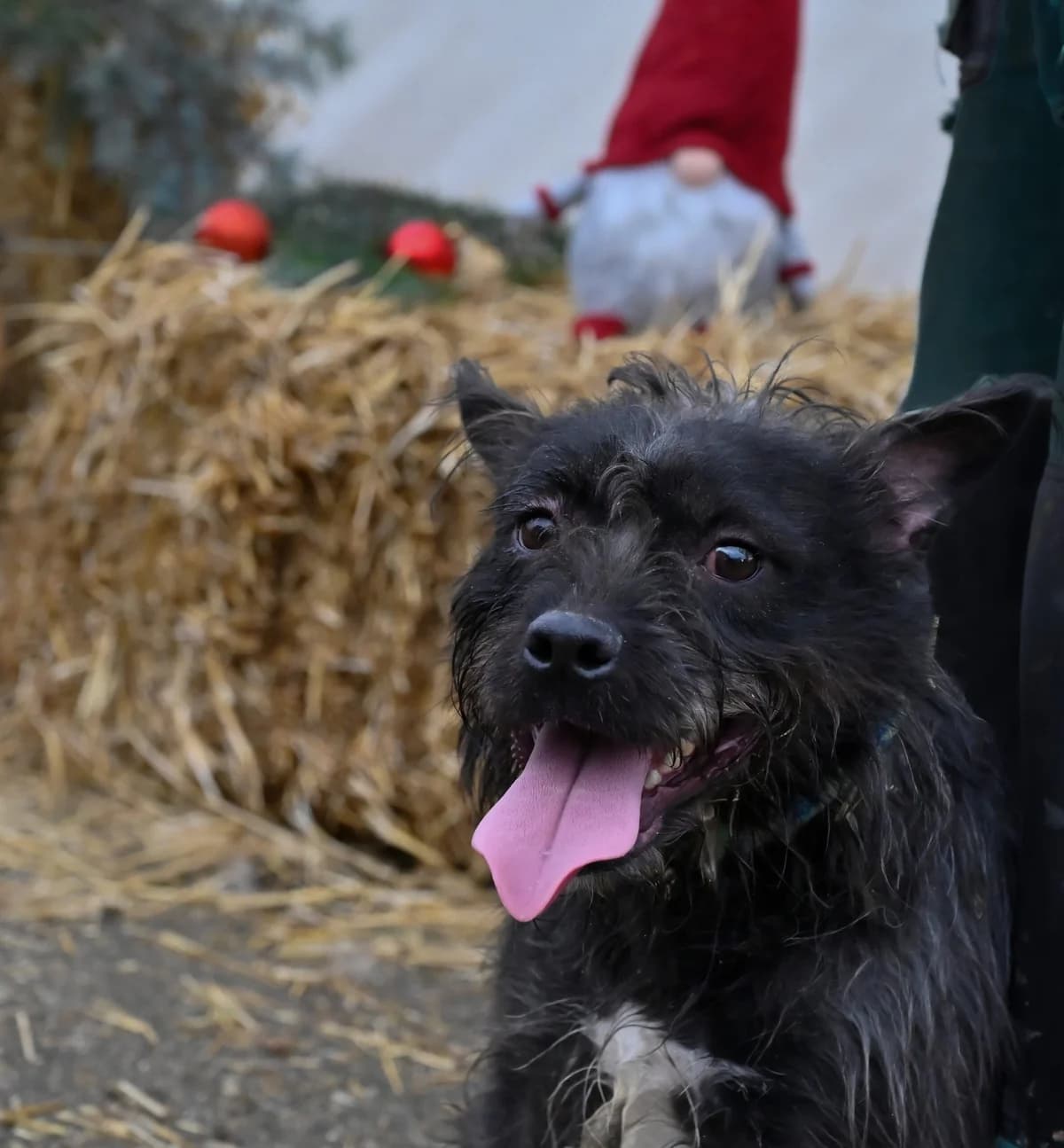 Diablo, male Mixed Breed for adoption at Glück für Pfoten e.V., Dortmund