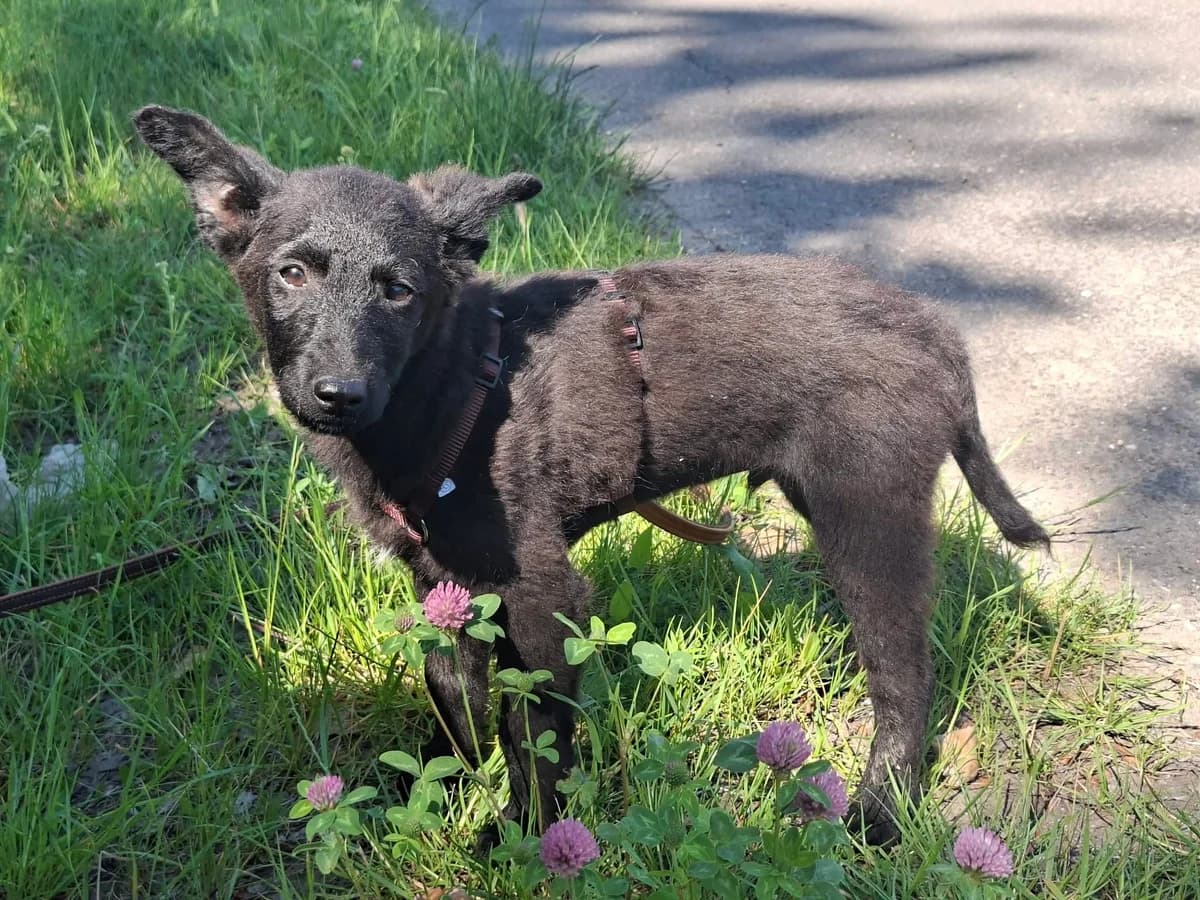 Dumbo, male puppy Mixed Breed for adoption at Glück für Pfoten e.V., Dortmund