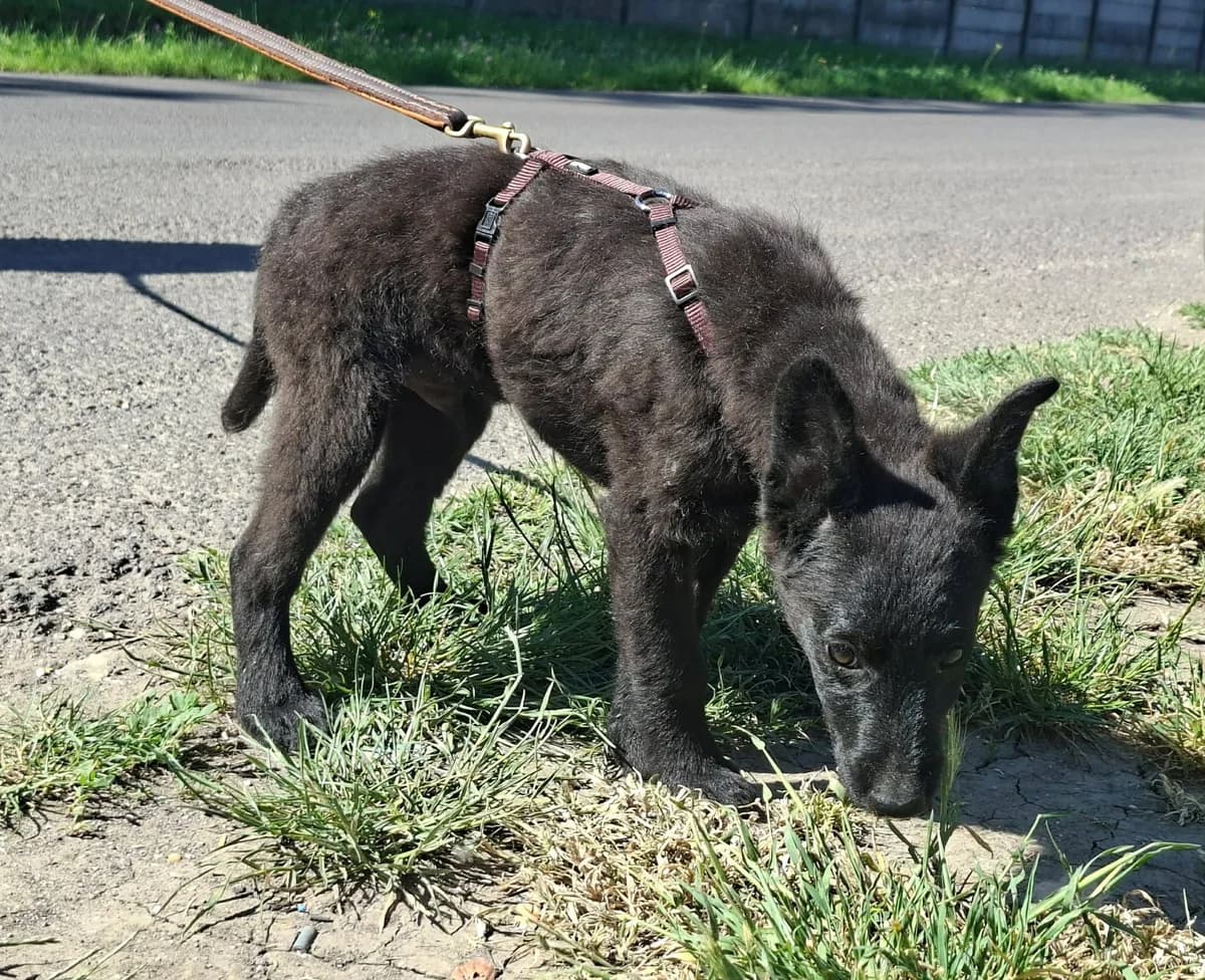 Dumbo, male puppy Mixed Breed for adoption at Glück für Pfoten e.V., Dortmund